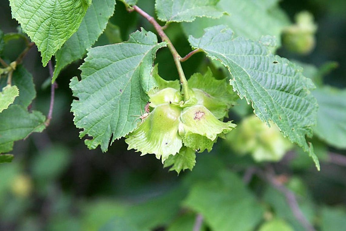 5 AMERICAN HAZELNUT TREE Aka Filbert Corylus Americana Fruit Etsy