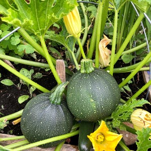 50 runde ZUCCHINI Sommerkürbis Cucurbita Pepo Gemüsesamen