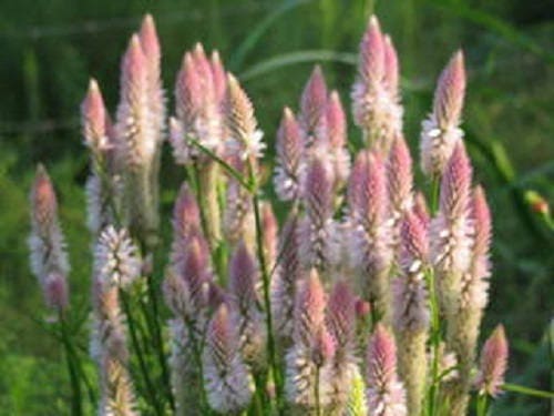 100 FLAMINGO FEATHER Wheat CELOSIA Celosia Spicata Flower