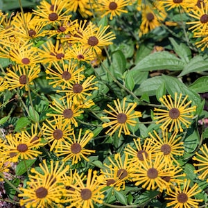 300 SŁODKICH JEŻÓWEK Rudbeckia Subtomentosa Żółta Czarna Oko Susan Nasion Kwiatów
