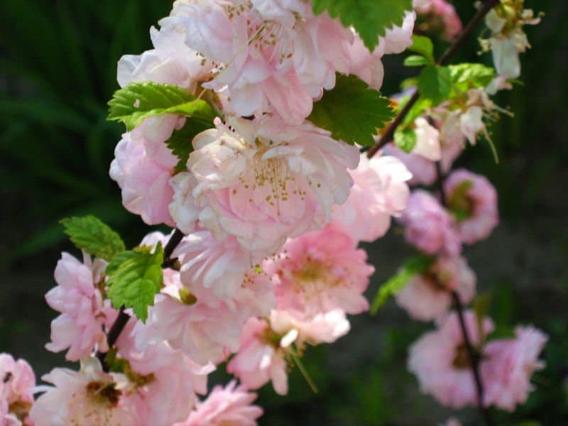 10 FLOWERING ALMOND Prunus Triloba aka Flowering Plum & Rose | Etsy