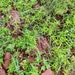 Saltweed Okahijiki Del Noreste De Asia - Salsola Komarovii