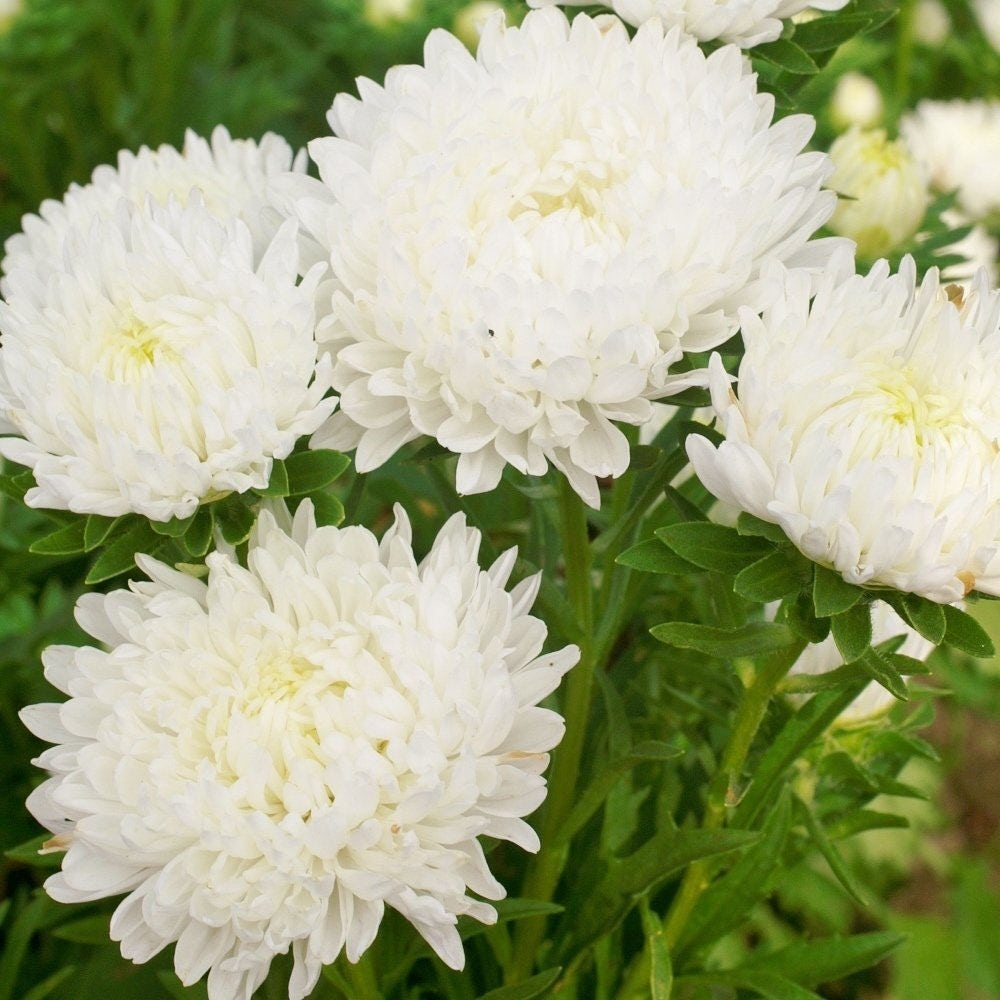 30 Duchess WHITE PAEONY ASTER French Peony Callistephus
