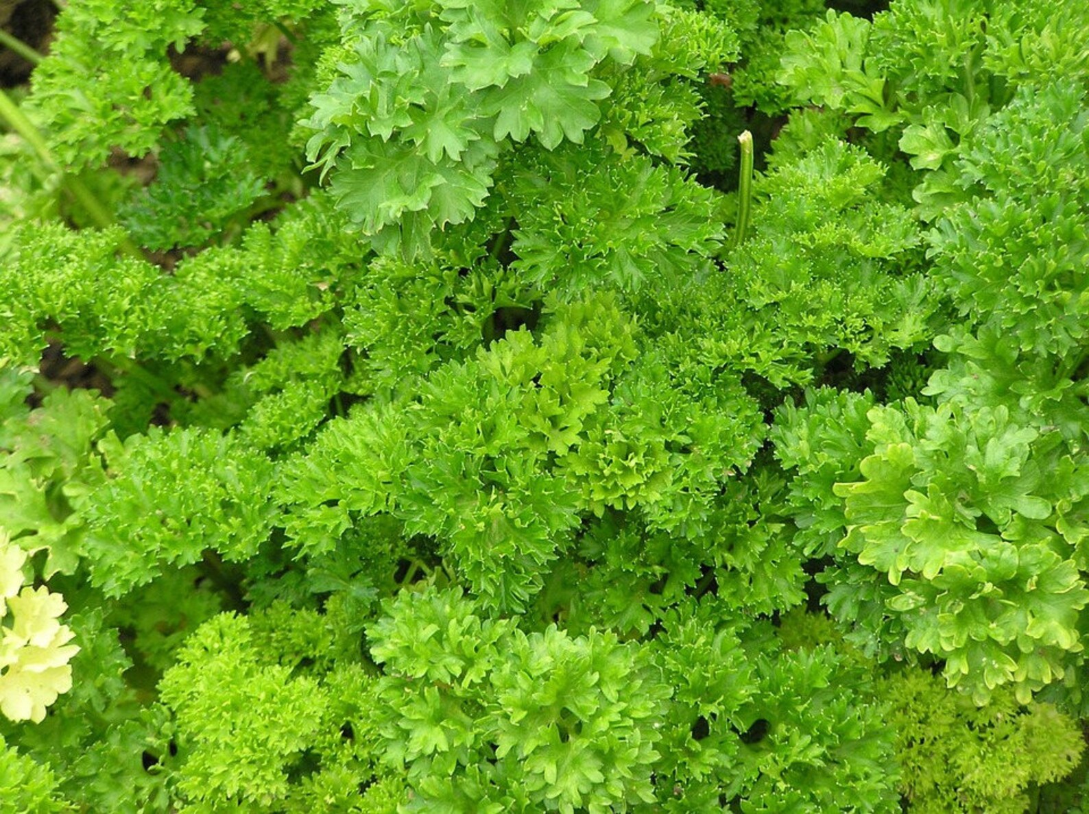 1500 TRIPLE CURLED PARSLEY Petroselinum Hortensis Herb Etsy