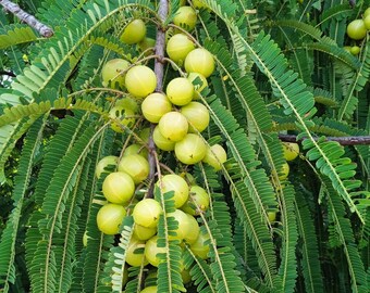 Phyllanthus Emblica Gooseberry Amla 250 Seeds - Etsy