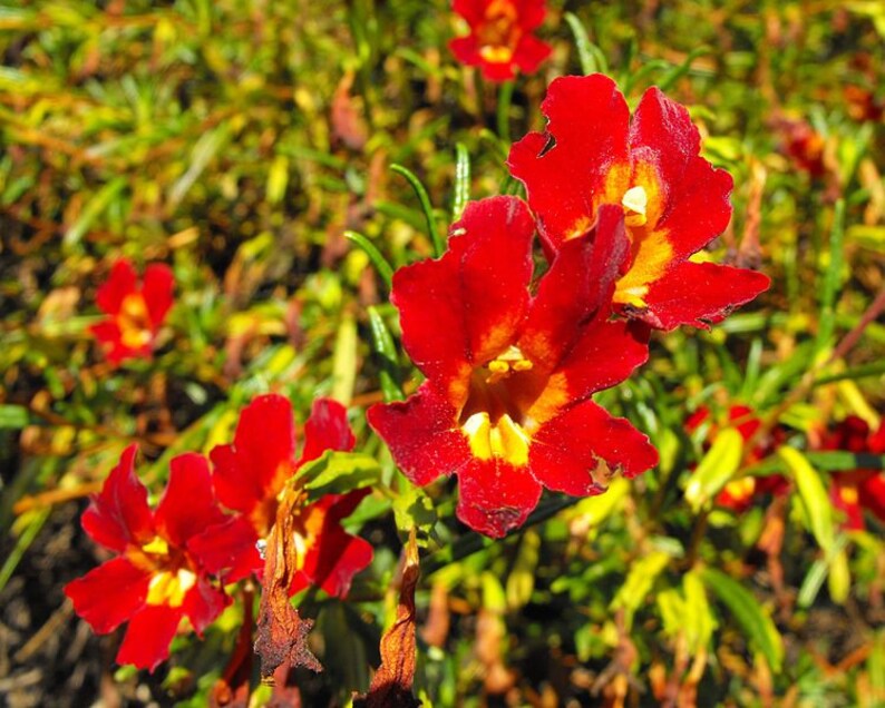 100 Twinkle RED MONKEY FLOWER Mimulus Seeds Combined S/H Etsy