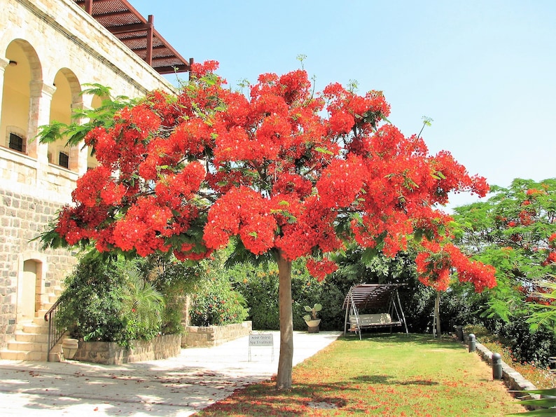 Red Flamboyant tree Seeds, Delonix regia Seeds 10 Red Delonix Seeds