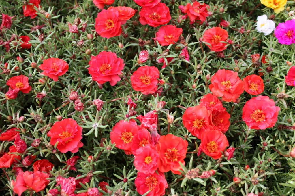 100 Red Portulaca Grandiflora Moss Rose Succulent Flower Etsy New Zealand