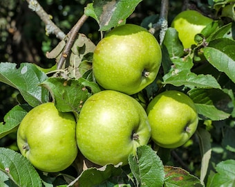 25 ANTONOVKA APPLE TREE Malus Pumila var. Antonovka Yellow Green Fruit Pink White Flower Seeds