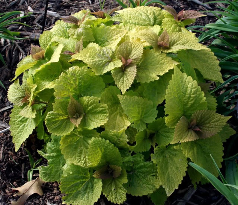30 GOLDEN JUBILEE AGASTACHE Anise Hyssop Licorice Purple Etsy