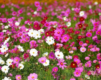 350 COSMOS SENSATION MIX Mixed Colors Cosmos Bipinnatus Flower Seeds