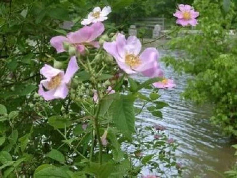 25 PINK SWAMP ROSE Rosa Palustris Flower Shrub Bush Average Etsy