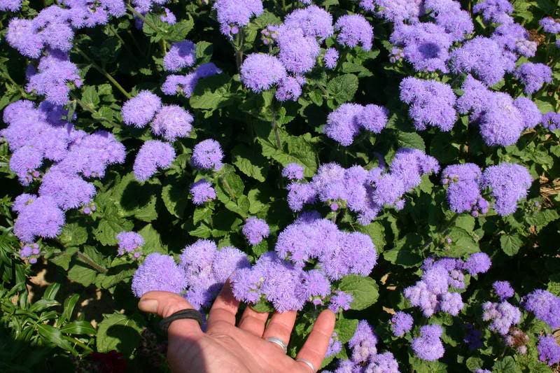 100 Dwarf BLUE MINK AGERATUM Houstonianum Fuzzy Double