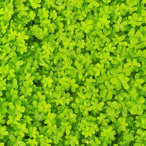 2000 MICROCLOVER Dwarf Miniature Trifolium Repens White Flower Clover Lawn Seeds