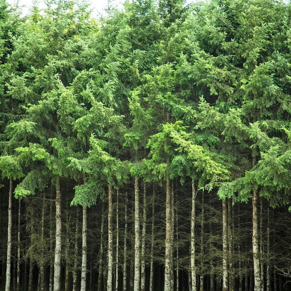 20 DOUGLAS FIR Tree Abies Pseudotsuga Menziesii Christmas Tree Blue Douglas Pine Spruce Native Evergreen Seeds