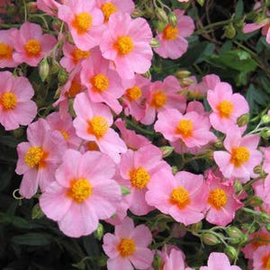 50 Mixed Colors ROCK ROSE aka SUNROSE Mix Helianthemum Mutabile Flower Seeds