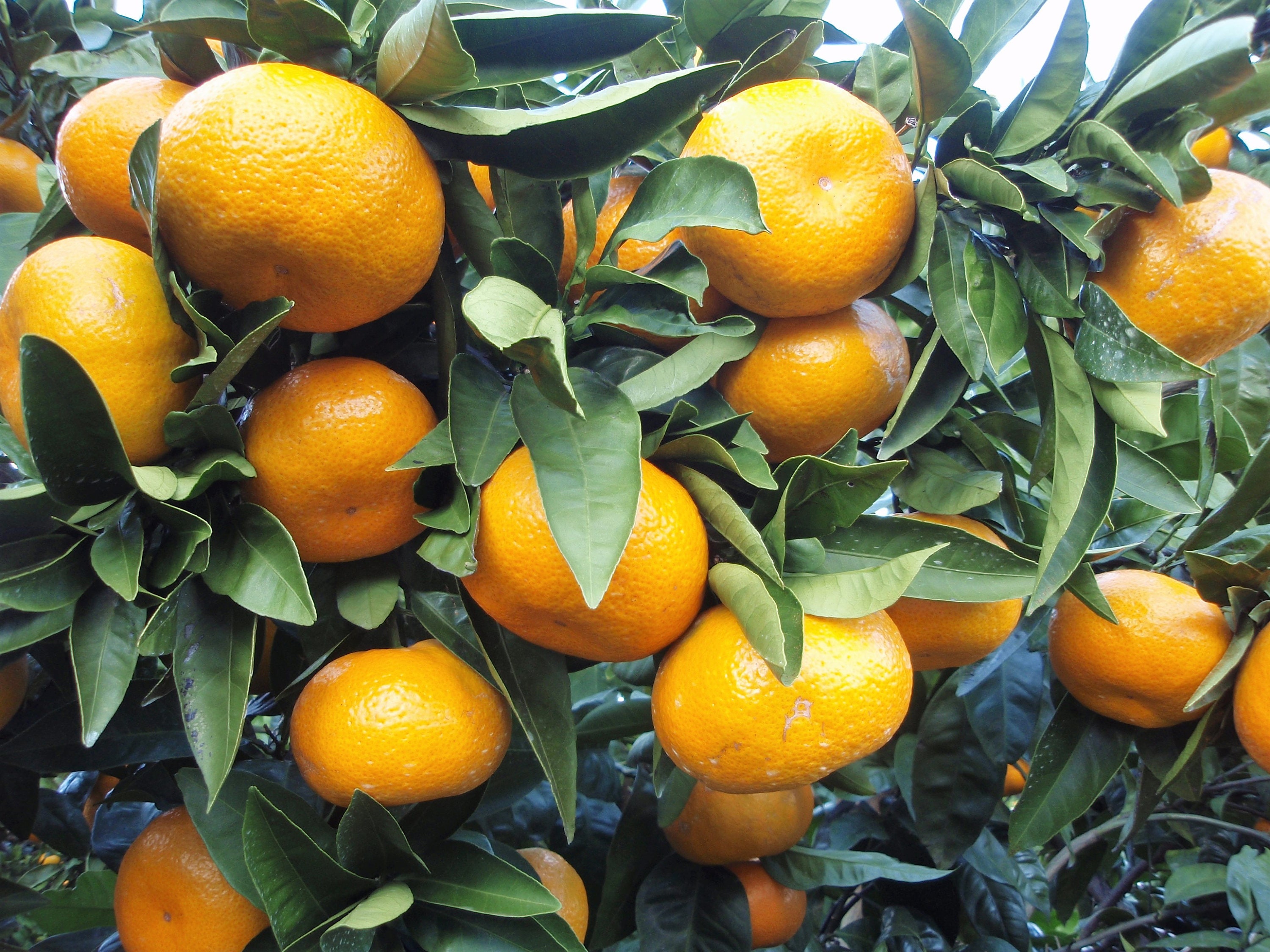 20 TANGERINE Mandrin Orange Citrus Reticulata Frucht Baum - Etsy.de