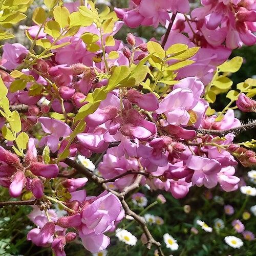 15 ROSE LOCUST / Pink ACACIA Flower Robinia Hispida Fertilis Etsy