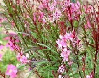 100 Pink GAURA WHIRLING BUTTERFLIES Gaura Biennis Flower Seeds