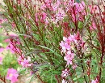 100 Pink GAURA WHIRLING BUTTERFLIES Gaura Biennis Flower Seeds