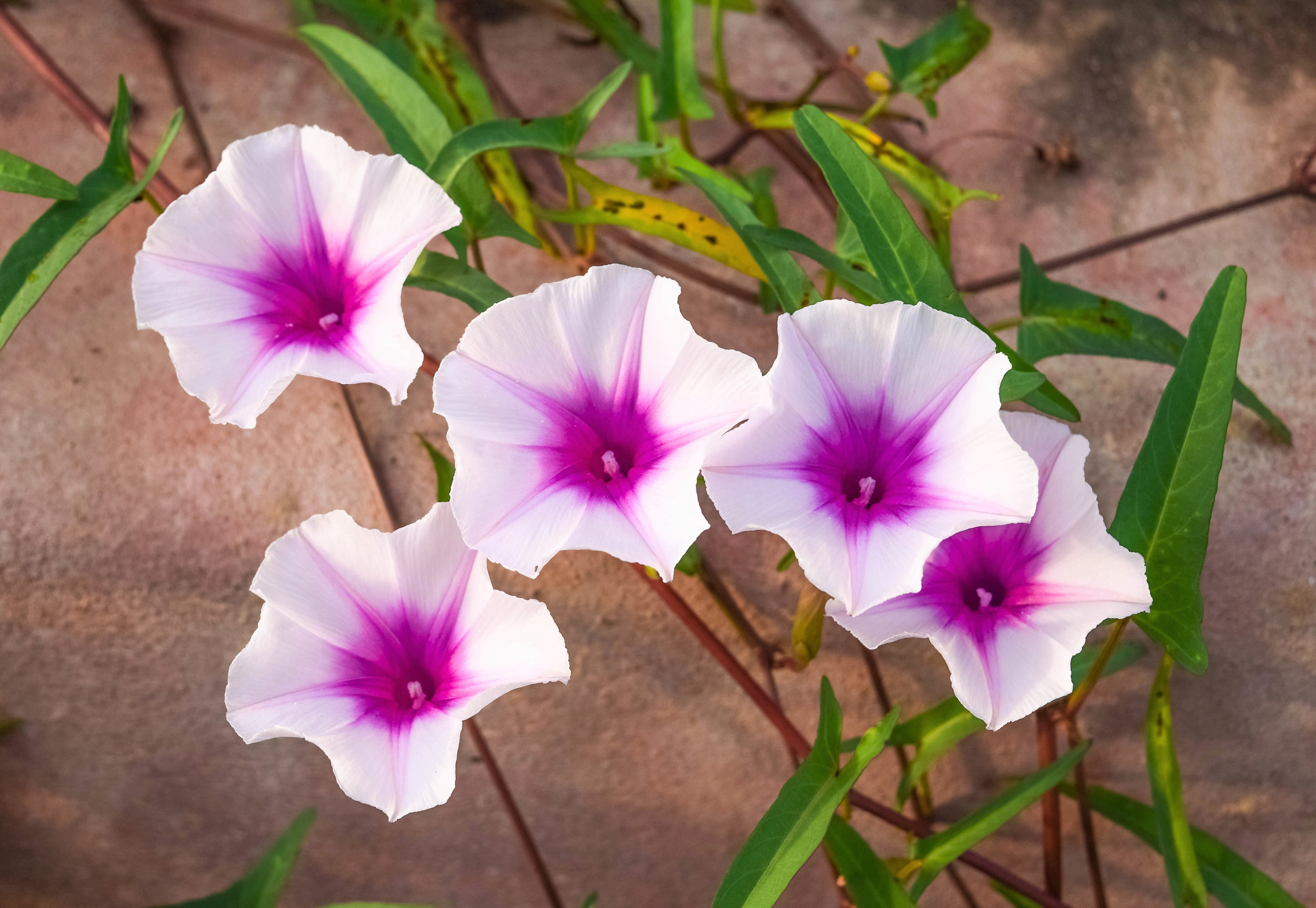 50 Mixed JAPANESE MORNING GLORY Ipomoea Nil Flower Vine Color Etsy