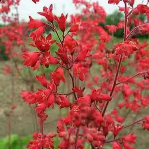 100 HEUCHERA FIREFLY Coral Bells Heuchera Sanguinea Red Flower Shade Seeds