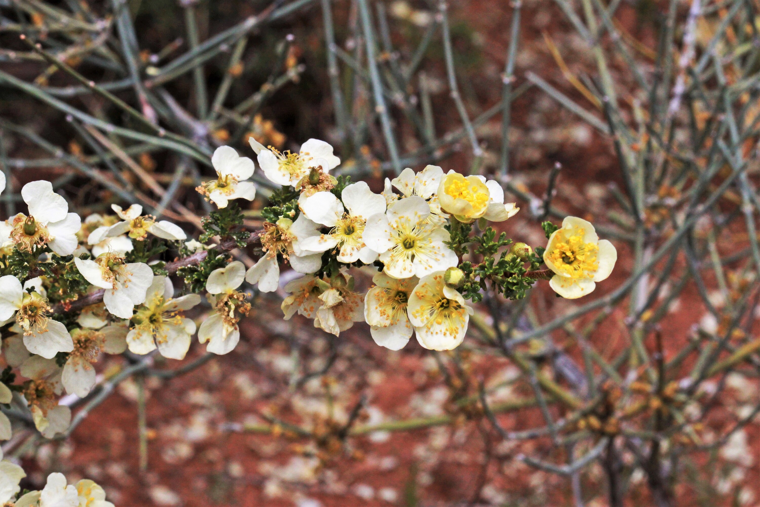 40 STANSBURY CLIFFROSE Purshia Stansburiana Cliff Rose Native Etsy