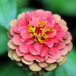 20 Organic QUEENY LIME Mix ZINNIA Elegans Mixed Colors Red Orange ...