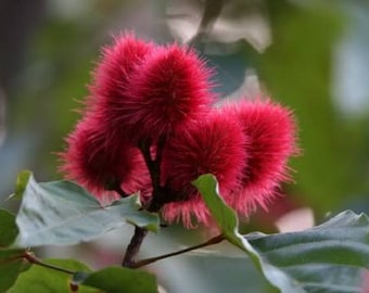 100 ANNATTO TREE Lipstick Plant Annotta Orellana Seeds