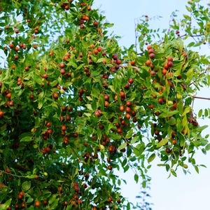 20 ASIAN DATE Jujube Ziziphus Spinosa Common Chinese Tsao Red Fruit ...