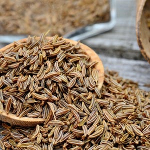400 CARAWAY Carum Carvi HERB Flower Seeds