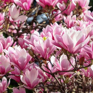 5 LILY MAGNOLIA Flower TREE Pink & Purple Fragrant Tulip Magnol Liliiflora Seeds