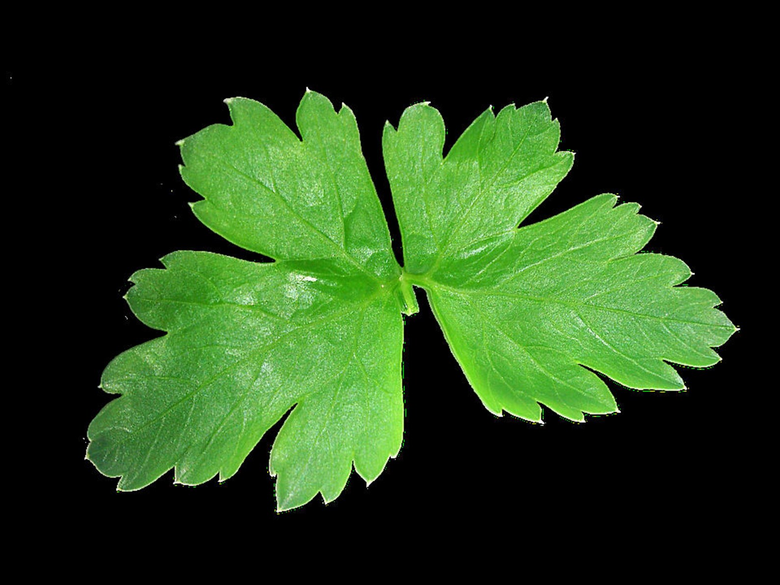 1500 FLAT LEAF PARSLEY Seeds Petroselinum Crispum Plain Single Etsy