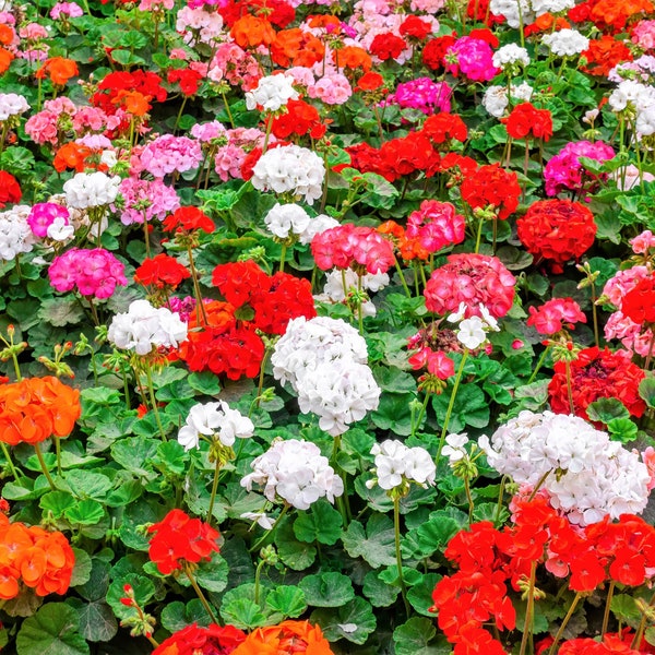 10 MIXED COLORS GERANIUM Pelargonium Zonale Pink, Purple, White, Red, & Salmon Flower Seeds