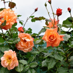 5 ORANGE CLIMBING ROSE Rosa Bush Vine Climber Fragrant - Etsy