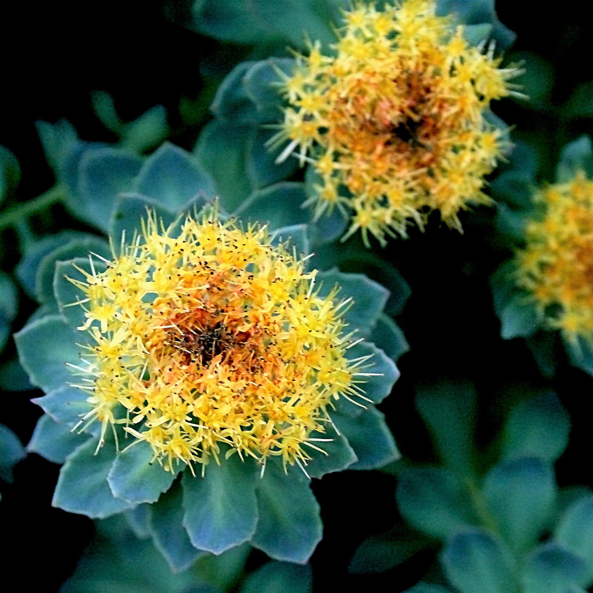 25 Roseroot Stonecrop Golden Rose Root Sedum Rhodiola Rosea Yellow Succulent Flower Seeds 25 Roseroot Stonecrop Golden Rose Root Sedum Rhodiola Rosea Yellow Succulent Flower Seeds