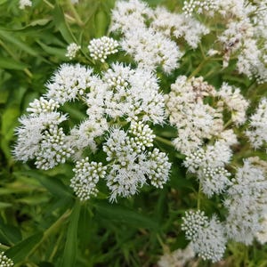 背の高い白いボーンセット（サトウダイグサ）Eupatorium Perfoliatumの花の種子200粒
