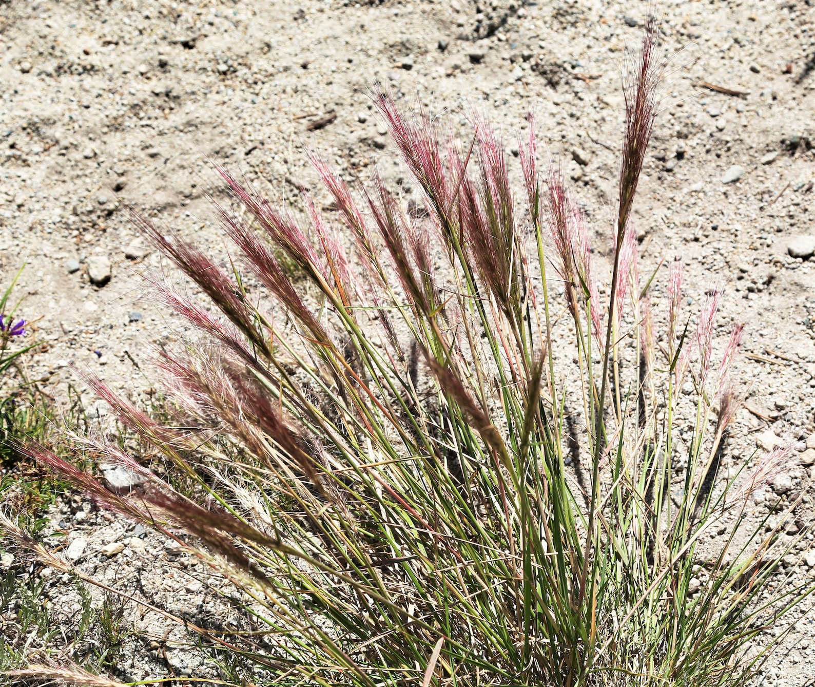300 Bottlebrush SQUIRRELTAIL RYE GRASS Elymus Elymoides Syn Etsy