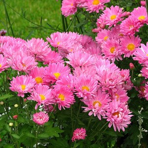 250 MIXED Colors CHINA ASTER Callistephus Chinensis Flower Seeds - Etsy