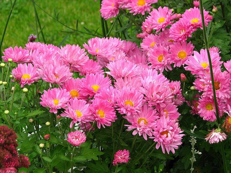 250 MIXED Colors CHINA ASTER Callistephus Chinensis Flower