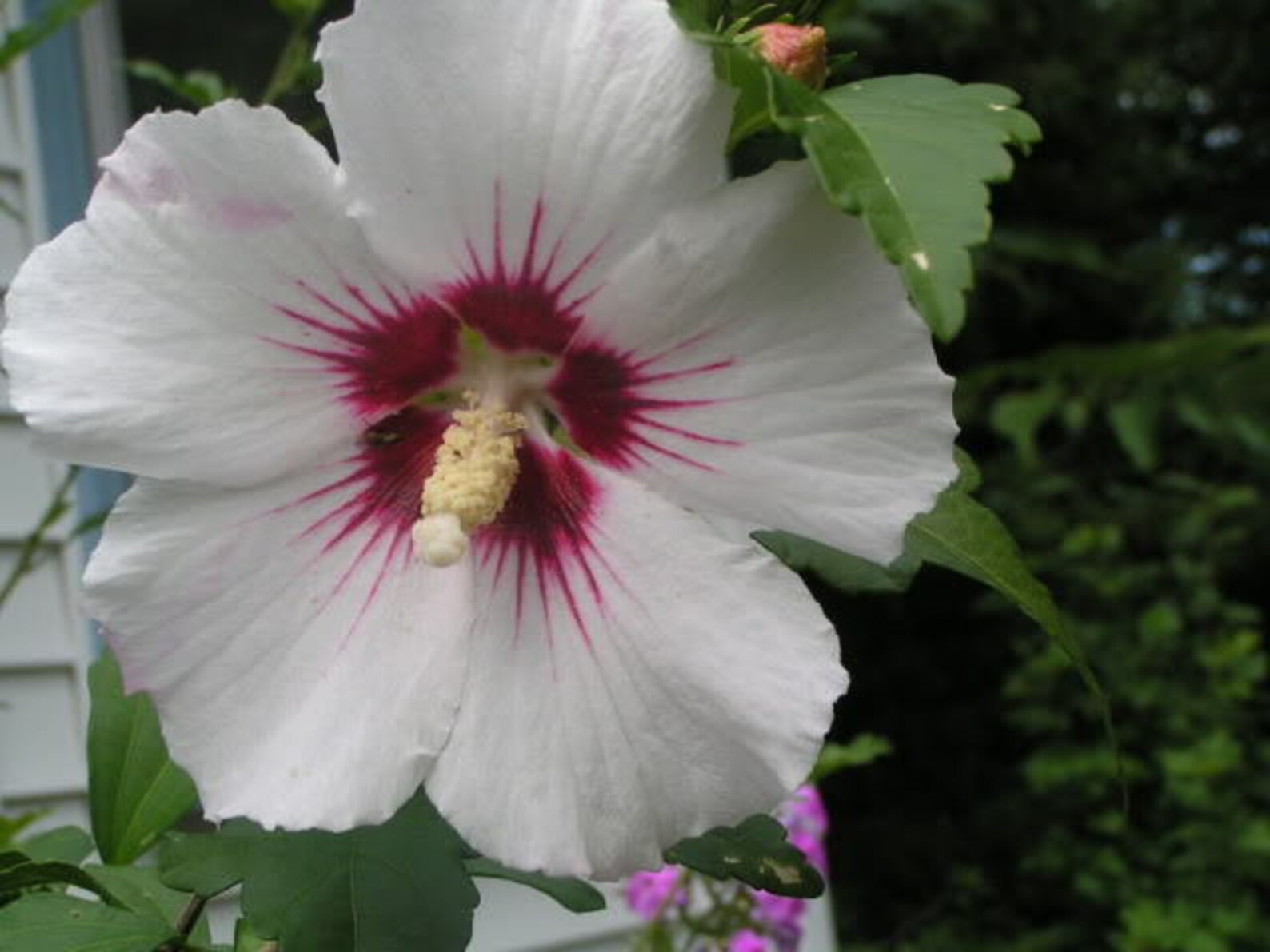 50 Mixed Colors ROSE of SHARON HIBISCUS Syriacus Flower Tree Etsy