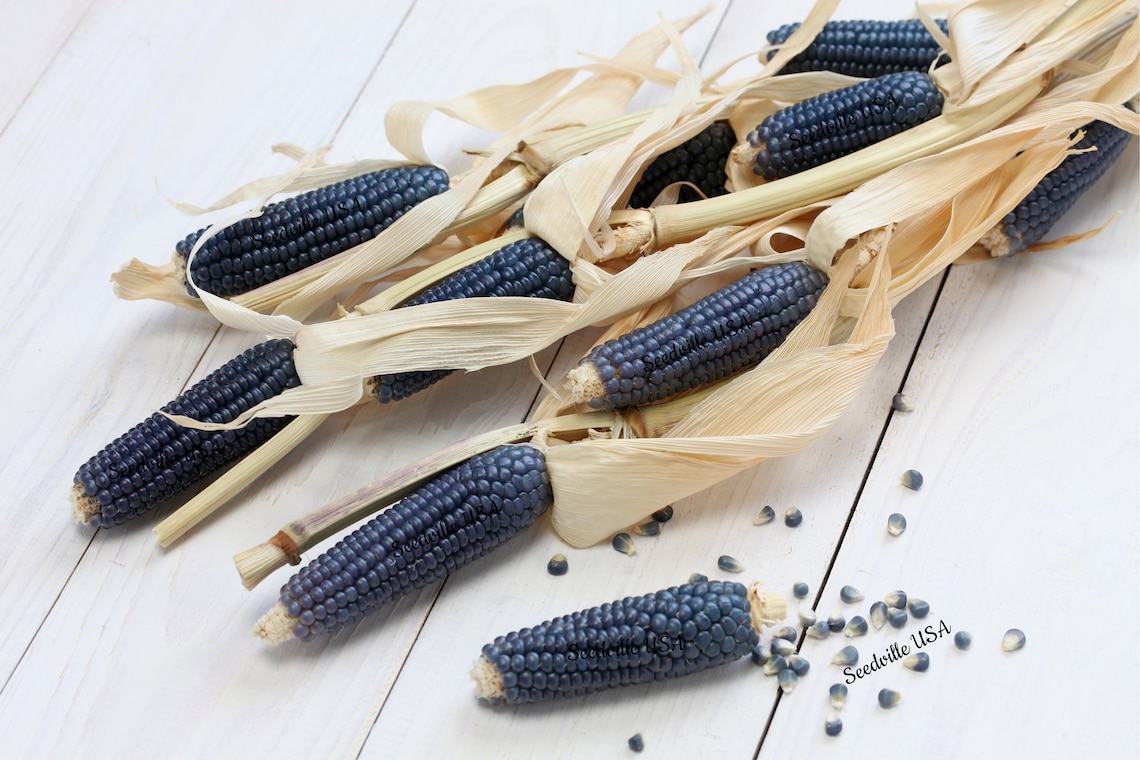 50 SHAMAN'S BLUE POPCORN Blue Kernels Pop White Corn Zea Etsy