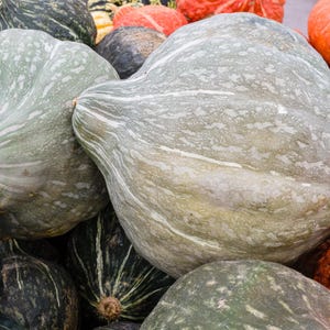 30 Semillas Vegetales BLUE HUBBARD SQUASH New England Buttercup Cucurbita Pepo