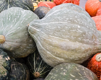 30 graines de courge hubbard bleue renoncule de la Nouvelle-Angleterre Cucurbita pepo