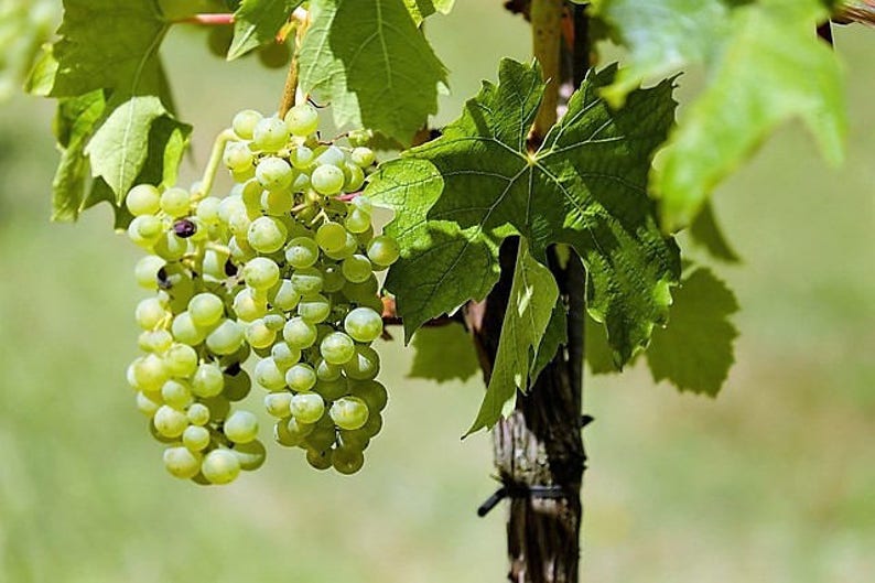 50 GREEN Dessert / Table GRAPE Vitis Vinifera Fruit Vine Seeds image 9