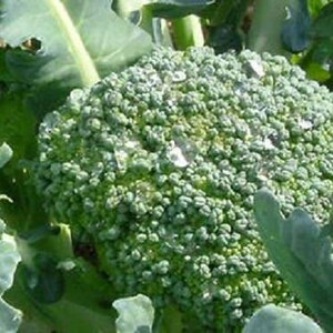 1000 EARLY Fall RAPINI BROCCOLI (broccoli Raab / Broccoli Rabe ...