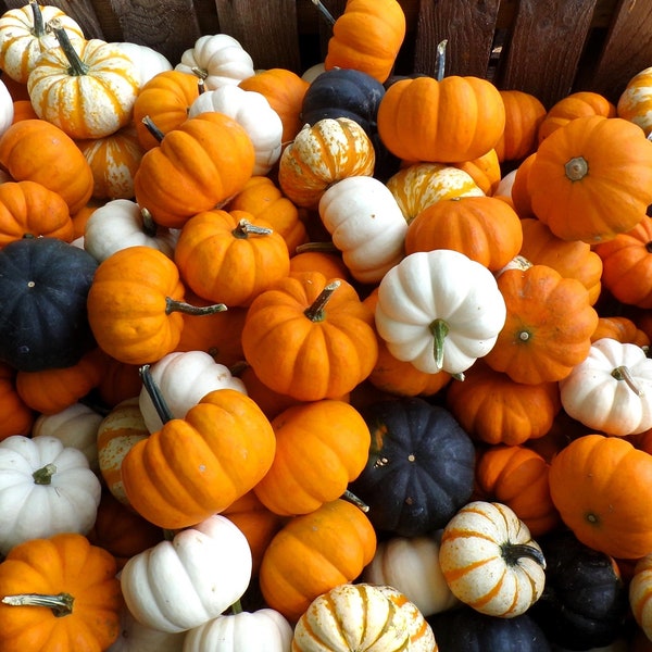 20 MINI MIX PUMPKIN Miniature Cucurbita Pepo White Green Orange Striped Vegetable Seeds