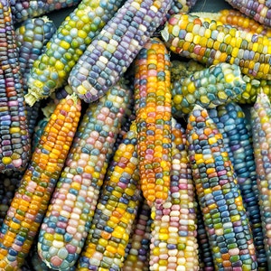 May include: A close-up of a group of colorful corn cobs. The cobs are arranged in a random pattern and show a variety of colors, including blue, purple, yellow, orange, and red.