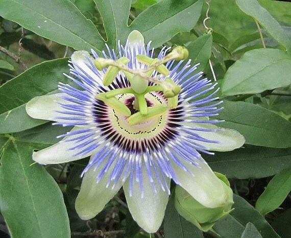 Passionfruit seeds Passiflora flavicarpa essbar 25 Samen Maracuja