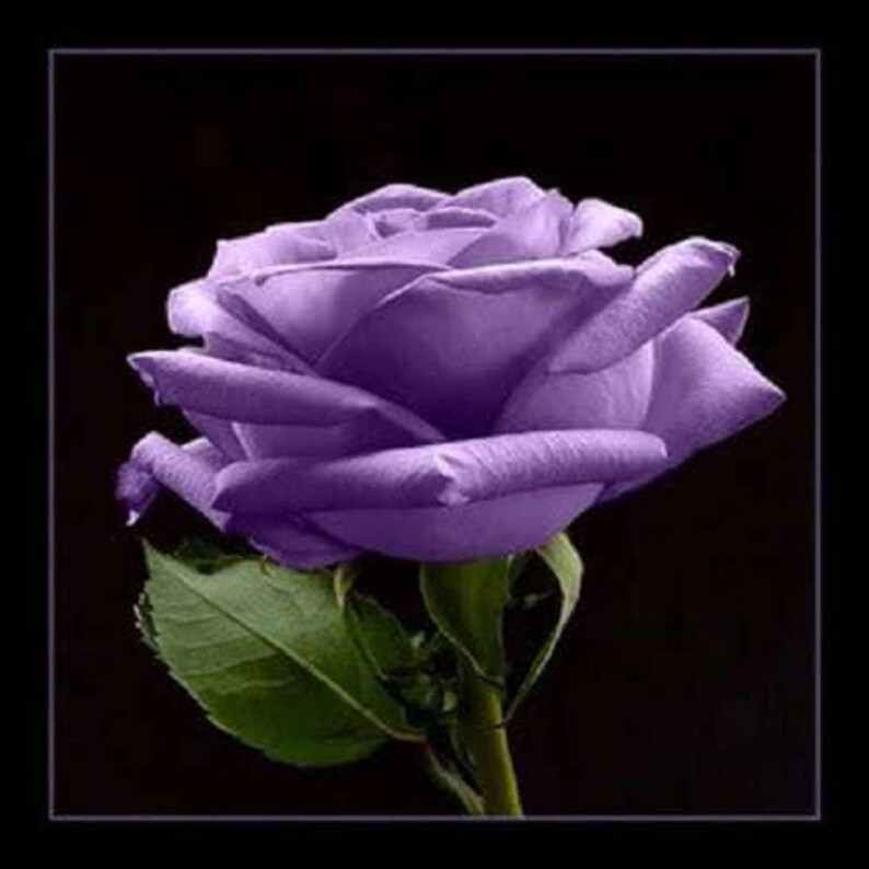5 PURPLE ROSE Rosa Floribunda Bush Shrub Perennial Flower Seeds - Etsy